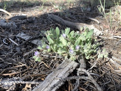 Phacelia curvipes