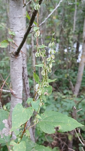 Copse-bindweed