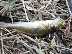 Gymnocephalus cernua