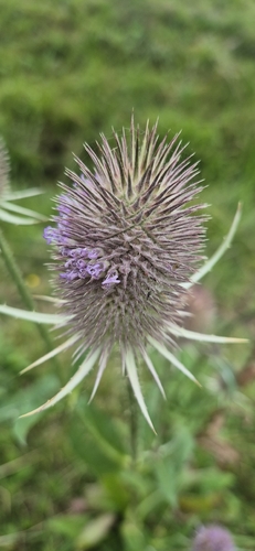 wild teasel