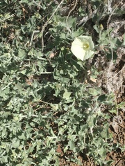 Calystegia malacophylla pedicellata