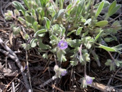 Phacelia curvipes
