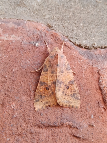 Pale-lemon Sallow