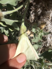 Calystegia malacophylla pedicellata