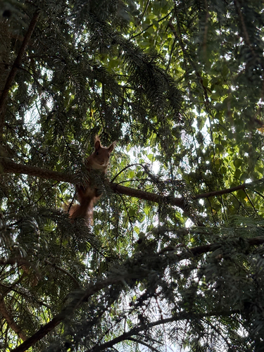 Eurasian Red Squirrel