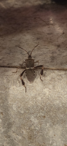 Western Leaf-footed Bug