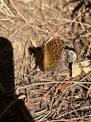 Silver-washed Fritillary