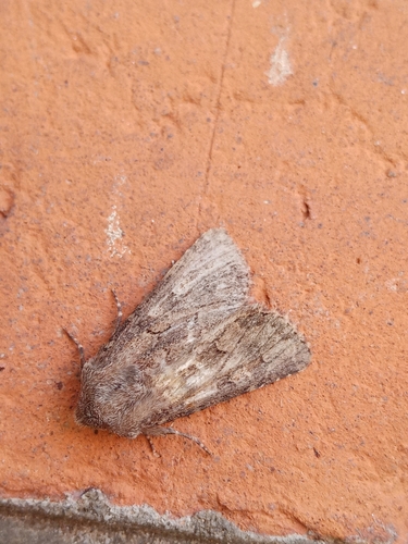 Flounced Rustic