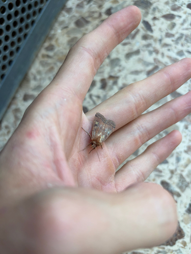 Square-spot Rustic