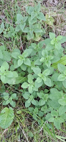 Oregano