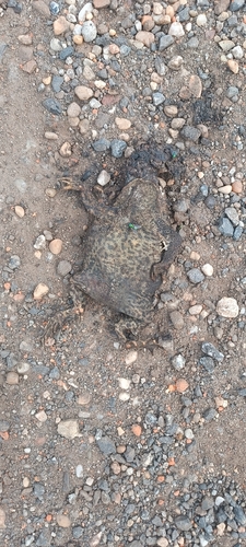 Green Toad