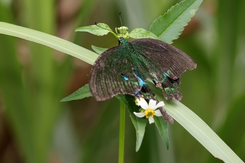 Paris Peacock Swallowtail