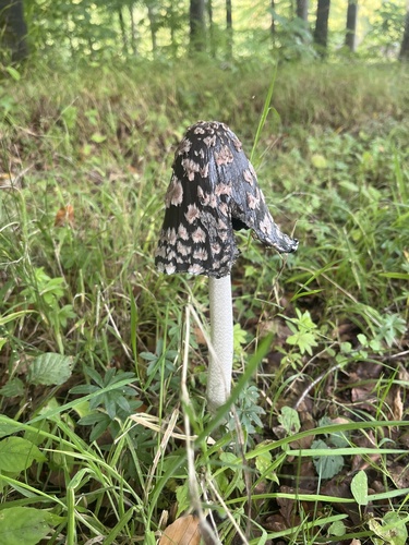 Magpie Inkcap