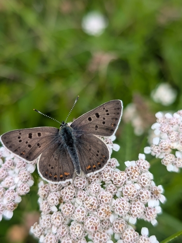 Sooty Copper