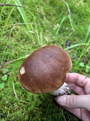 King Bolete