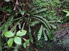 Blechnum membranaceum