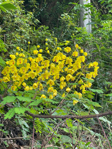 Biancaea decapetala