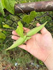 Cynanchum laeve, photograph (c) Ryan Watson, some rights reserved (CC BY)