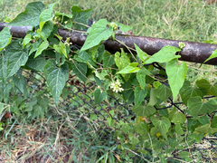 Cynanchum laeve, photograph (c) Ryan Watson, some rights reserved (CC BY)