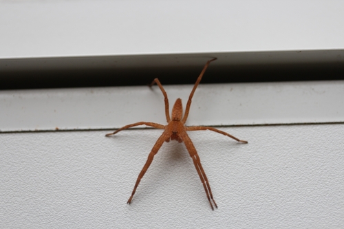 American Nursery Web Spider