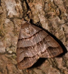 Flammona trilineata