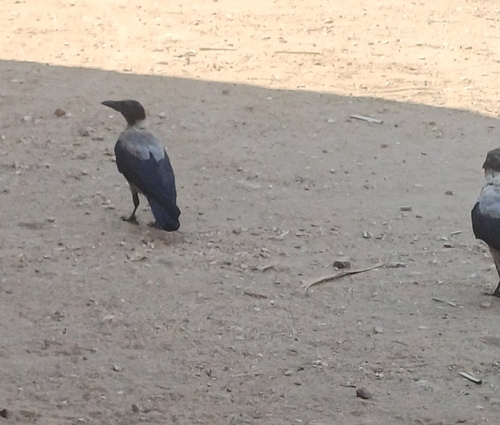 Hooded Crow