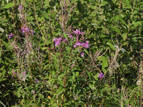 fireweed