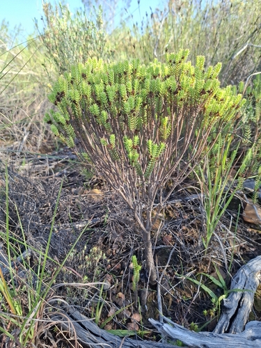 Crassula ericoides