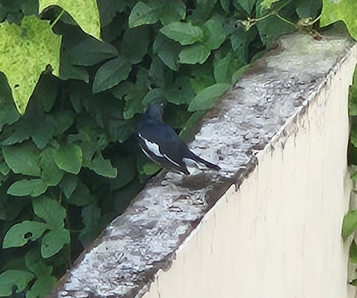 Oriental Magpie-Robin