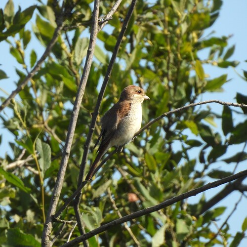 Red-backed Shrike