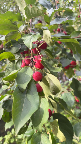 Pear-leaf Crabapple