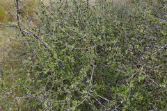 Olearia bullata