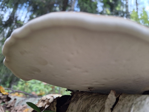 birch polypore