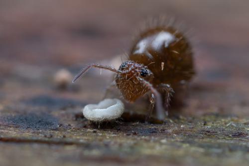 Bruine bladspringer, Hoenderloo, Netherlands, photo 6 of 10