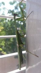 Stagmatoptera hyaloptera