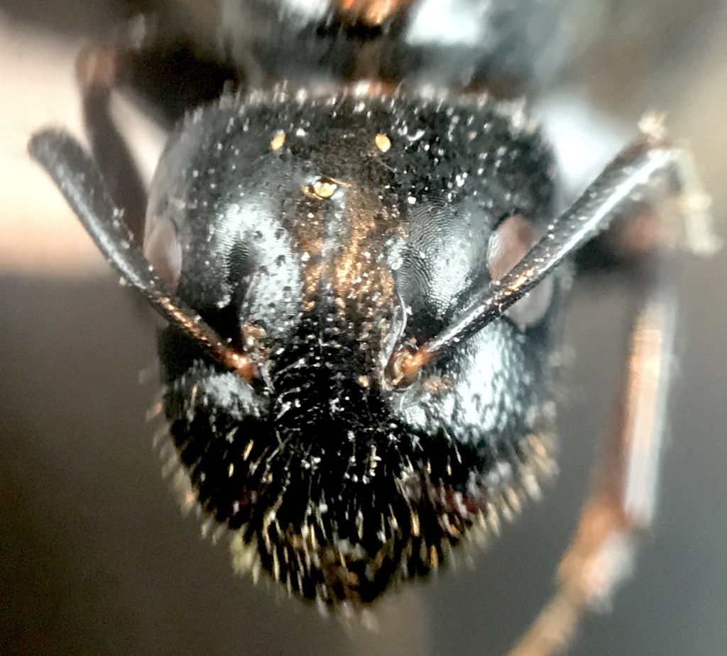 Hickory Carpenter Ant