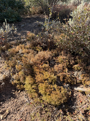 Galium andrewsii, photograph (c) klicklo, some rights reserved (CC BY)