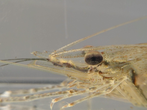 Macrobrachium australe observed 2026-09-13