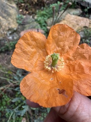 author not stated, no rights reserved Papaver atlanticum, photograph author not stated, no rights reserved