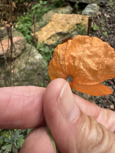 Papaver atlanticum, photograph 4