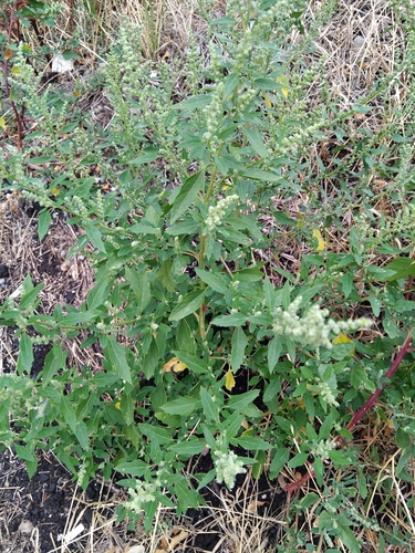 Common Lambsquarters