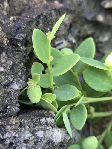 Synostemon bacciformis, 2026-09-13