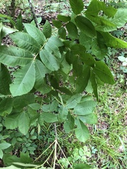 Carya myristiciformis