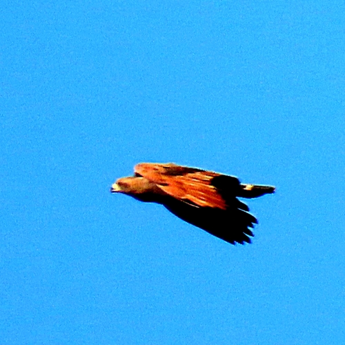 Savanna Hawk