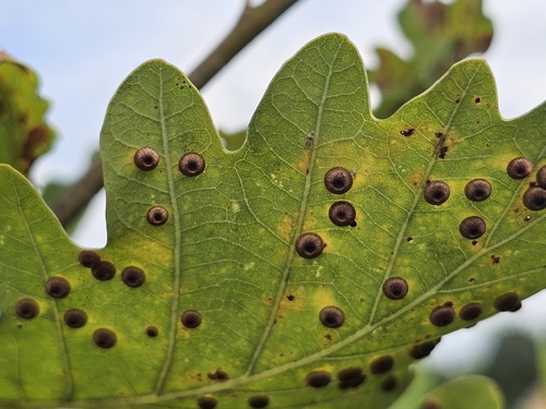 Silk-Button Spangle Gall Wasp