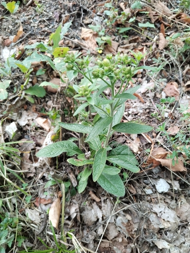 Ploughman's-spikenard