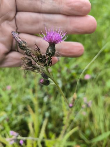 Marsh Thistle