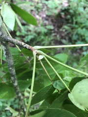 Carya myristiciformis