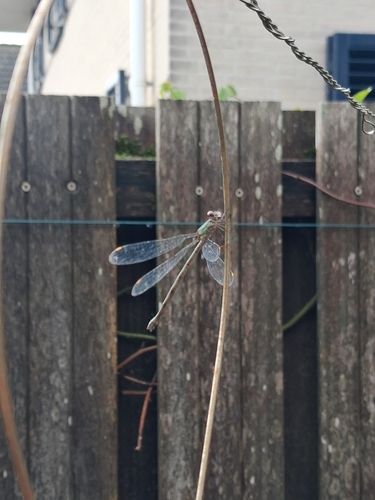 Western Willow Spreadwing