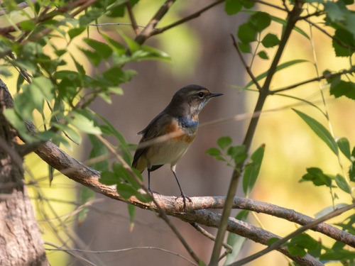 Bluethroat